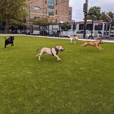 Dog Park at Columbus Square Park